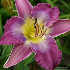 Daylily 'When You‘re Lonely'