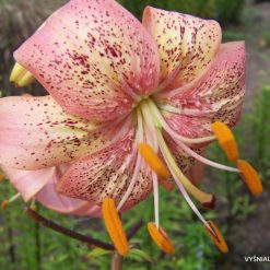 Lily 'Kleopatra'