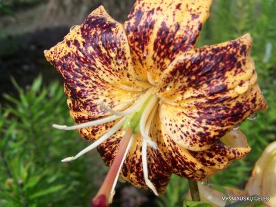 Lily ‘Makijaž’