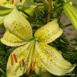 Lily 'Zalumbale'