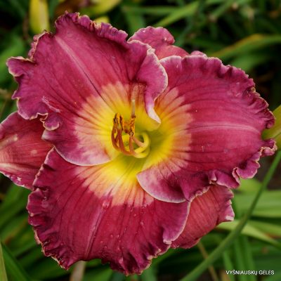 'Smile For Me Phyllis'