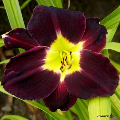 'Watchyl Dreaming Purple'