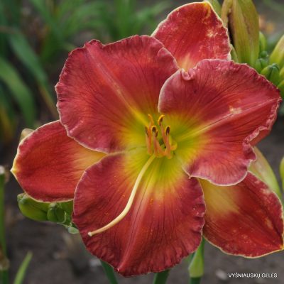 Ruby storm x Red Dynamite