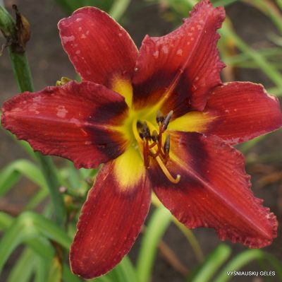 Daylily 'Burnin‘ Down The Town'