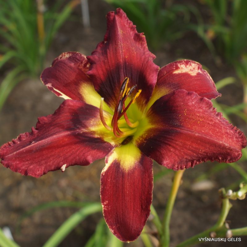 Daylily 'Burnin‘ Down The Town' (3)