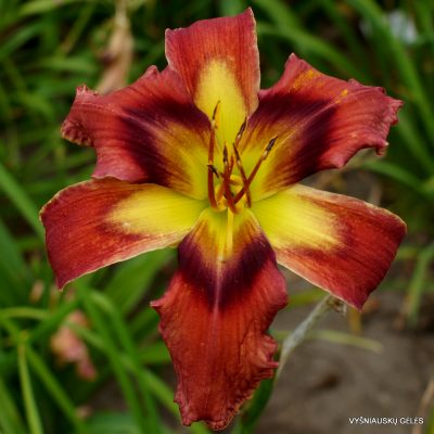 Daylily 'Burnin‘ Down The Town'