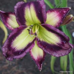 Daylily 'Chasing Your Dream'