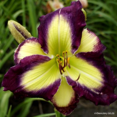 Daylily 'Chasing Your Dream'