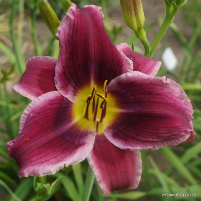 Daylily ‘Clownfish’