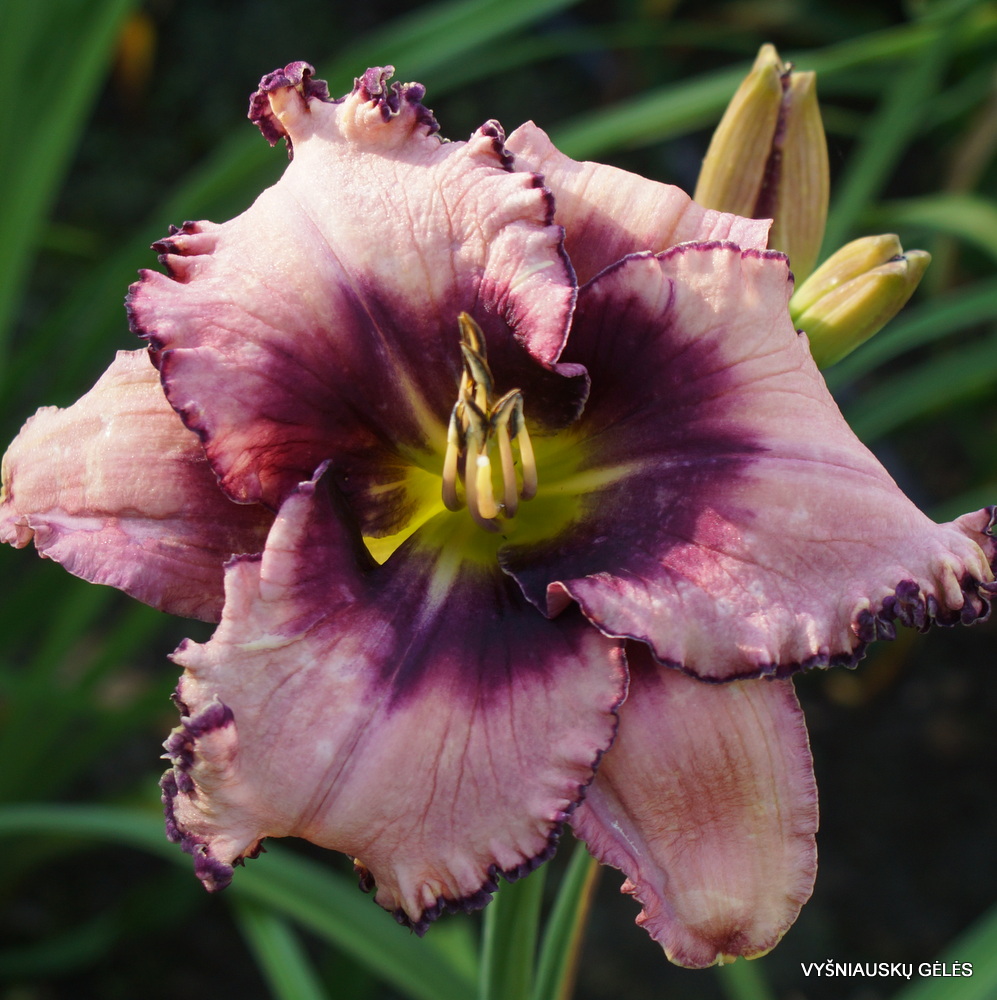 Daylily 'Hiding Place'