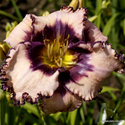 Daylily 'Hiding Place'