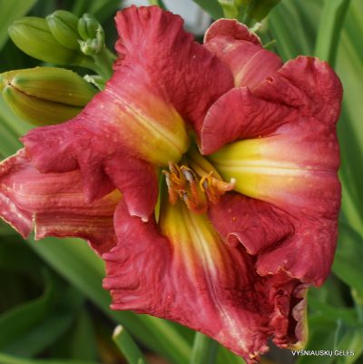 Daylily 'The Future of Desire' (2)