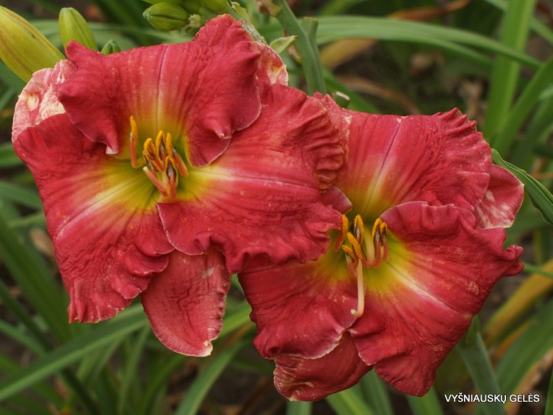 Daylily 'The Future of Desire' (3)