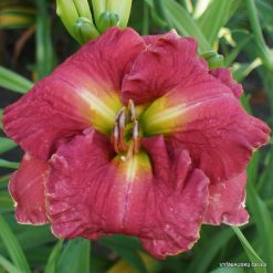 Daylily 'The Future of Desire'