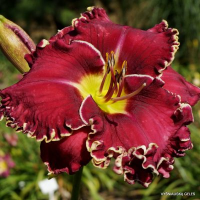 Daylily 'Vision of Things to Come' (2)