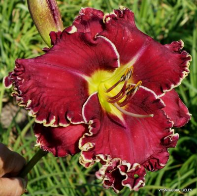 Daylily ‘Vision of Things to Come’