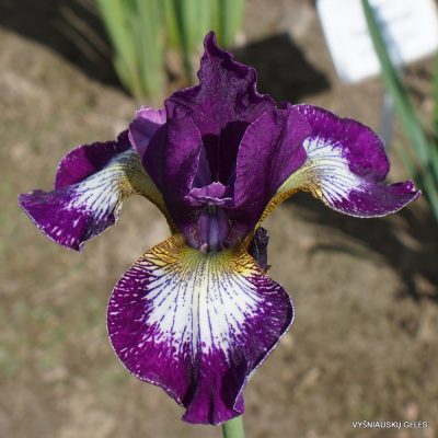 Iris 'Currier' (2)