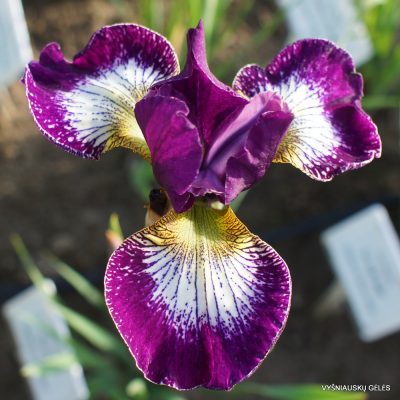 Iris ‘Currier’
