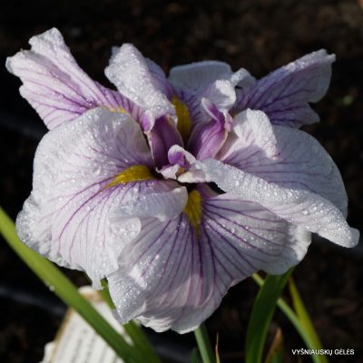 Iris ‘Greywoods Catrina’