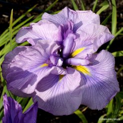 Iris Prima Ballerina