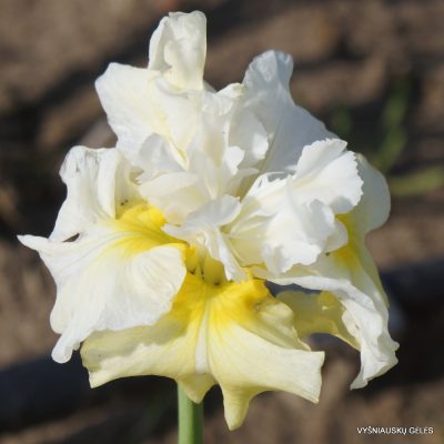 Iris 'Spread Butter'