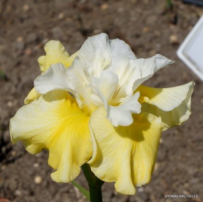 Iris 'Spread Butter'