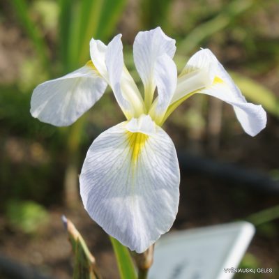 Iris 'White Bleach' (2)