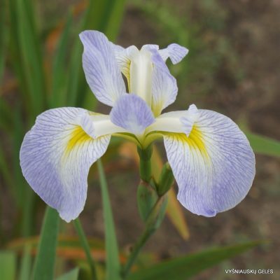 Iris 'White Bleach' (3)