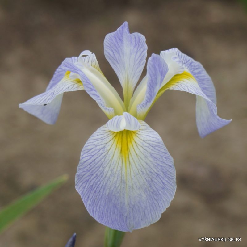 Iris 'White Bleach'