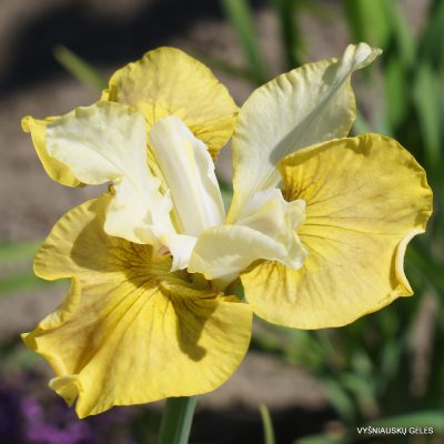 Iris 'Yellow Carpet' (2)