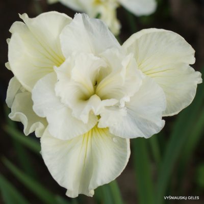 Iris 'Yellowtail'