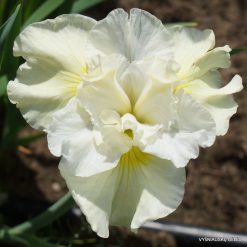 Iris 'Yellowtail' (2)