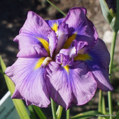 Iris ensata 'Fialka' (2)