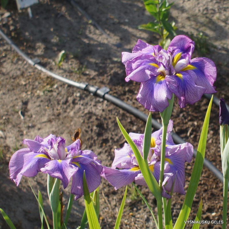 Iris ensata 'Fialka' (3)