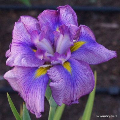 Iris ensata ‘Fialka’