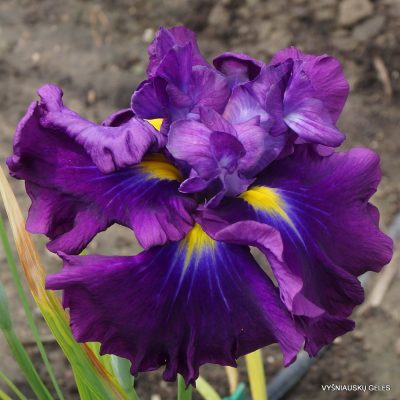 Iris ensata 'Frosted Intrigue'