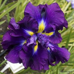 Iris ensata 'Frosted Intrigue'