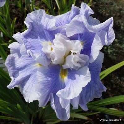 Iris ensata ‘Wawe Action’