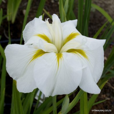 Iris ensata ‘White Ladies’