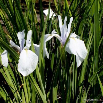 Iris laevigata var.alba