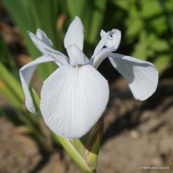 Iris laevigata var.alba