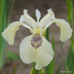 Iris pseudacorus and hybrids