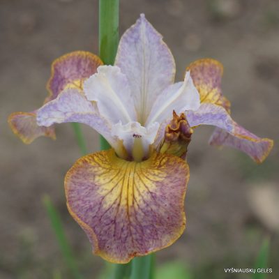 Iris sibirica ‘Colours of Ostrava’