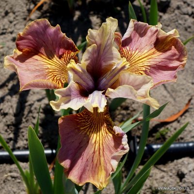 Iris sibirica 'Evening Comes'