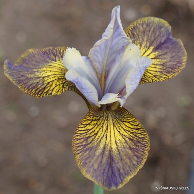 Iris sibirica 'Huntress' (2)