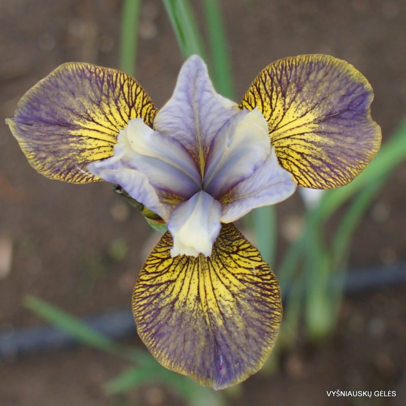 Iris sibirica 'Huntress'