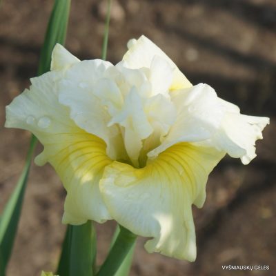 Iris sibirica ‘In Full Sail’ (2)