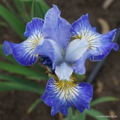 Iris sibirica 'Jolly Young Man'