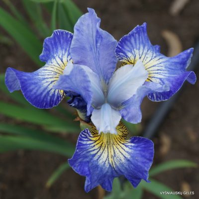 Iris sibirica ‘Jolly Young Man’