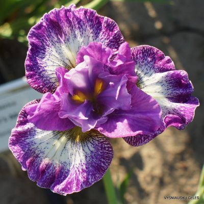 Iris sibirica 'Judy Judy Judy'
